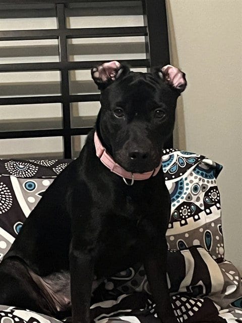 Photo of Koda, adoptable Labrador Retriever in Pasadena, Texas