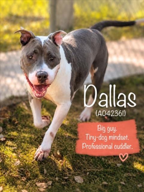 Photo of Dallas, adoptable Pit Bull Terrier in Texas City, Texas