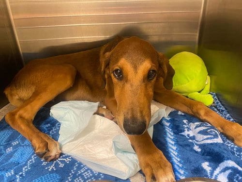 Photo of Zack, adoptable Doberman Pinscher in Orange, California