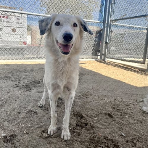 Photo of Holly, adoptable Border Collie in Thousand Palms, California