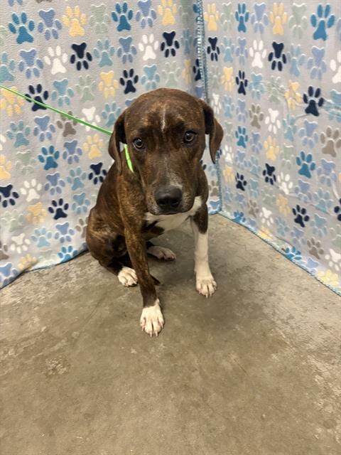 Photo of Hazel, adoptable Pit Bull Terrier in Rosenberg, Texas