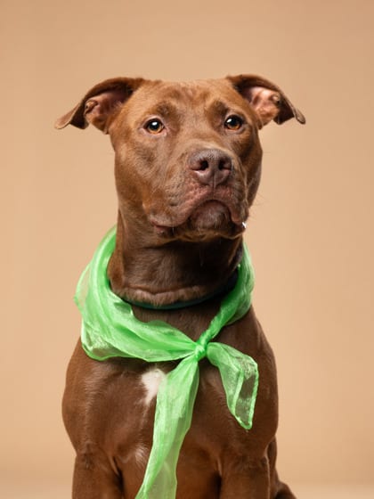 Photo of Dougie, adoptable dog in Atlanta, Georgia
