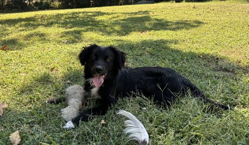 Photo of Olsen, adoptable Border Collie in St. Louis, Missouri