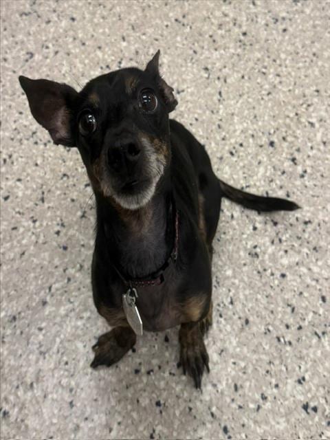 Photo of Skippy, adoptable Chihuahua in Brighton, Colorado