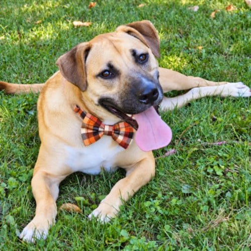 Photo of Dexter, adoptable Black Mouth Cur in Clinton Township, Michigan