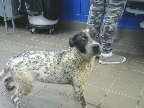 Photo of Grop, adoptable Queensland Heeler in Albuquerque, New Mexico