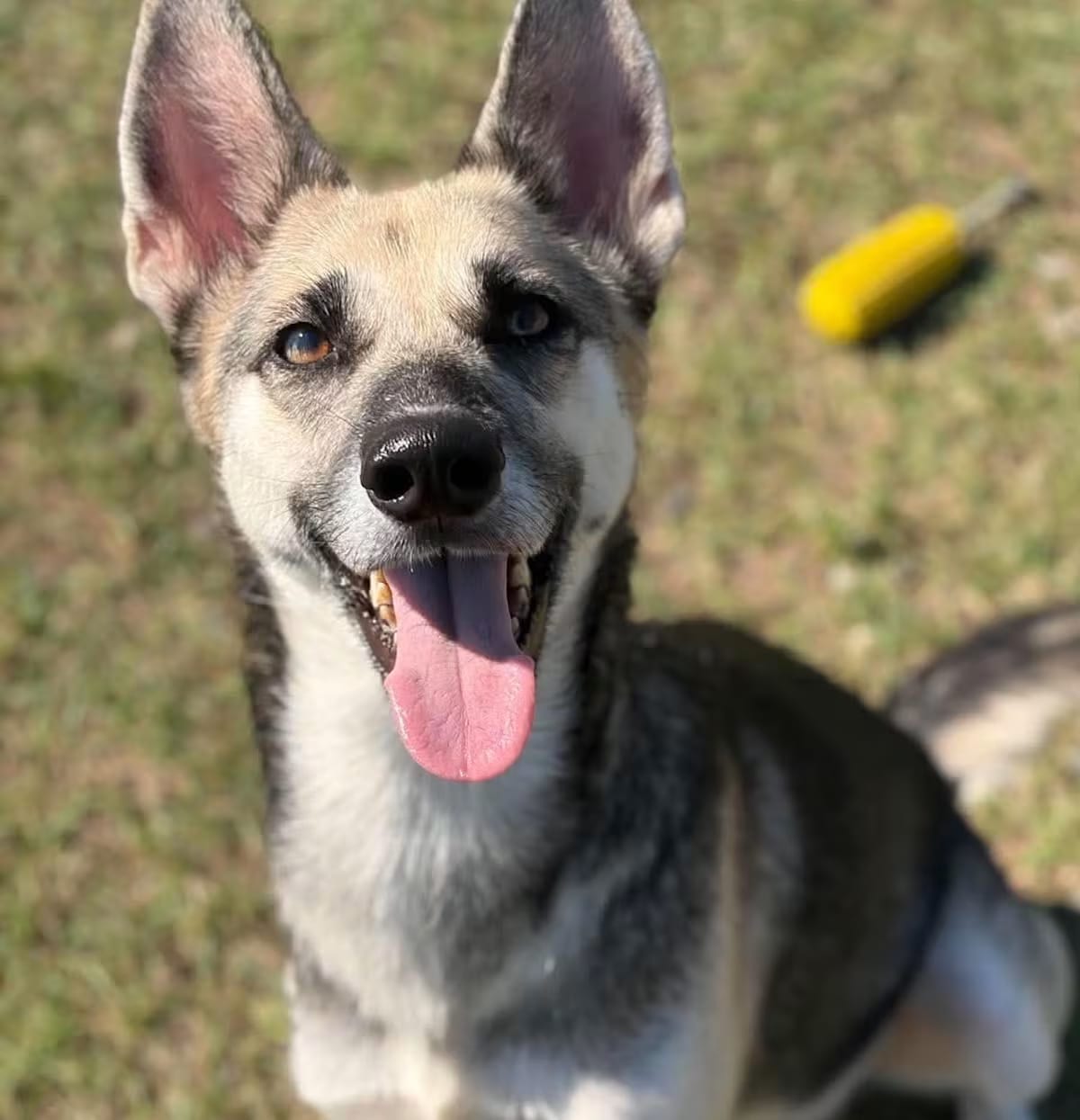 Photo of Figgy, adoptable German Shepherd Dog/Mixed Breed (Medium) in CRANSTON, Rhode Island