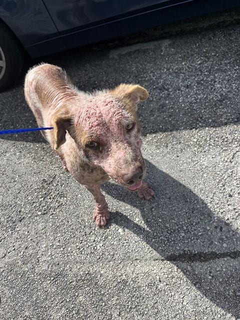Photo of Teddy, adoptable Terrier mix in Miami, Florida