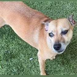 Photo of Tiny 7286, adoptable Mixed Breed (Small) in Loxahatchee, Florida