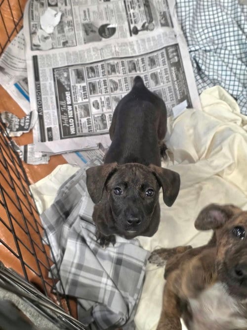 Photo of Ruby (NY-Sarah), adoptable Labrador Retriever in SHERBURNE, New York
