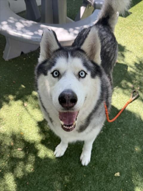 Photo of Chopper, adoptable Siberian Husky in Chatsworth, California