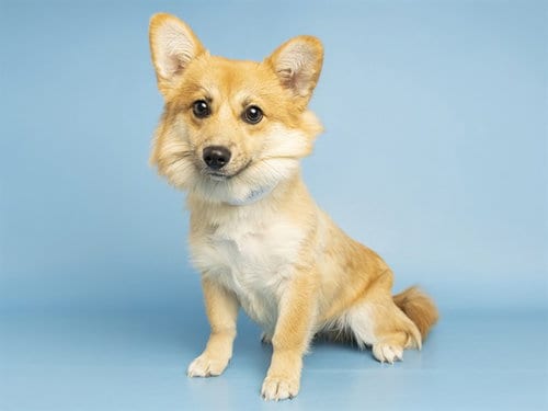 Photo of Parker, adoptable Cardigan Welsh Corgi in Phoenix, Arizona