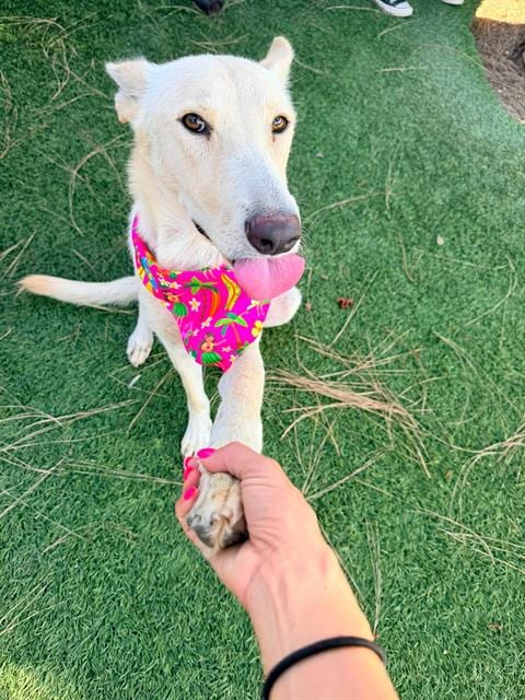 Photo of Cola, adoptable Siberian Husky in Downey, California