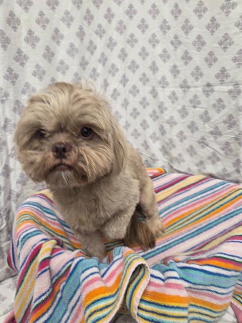Photo of Cala, adoptable Shih Tzu in Rosenberg, Texas