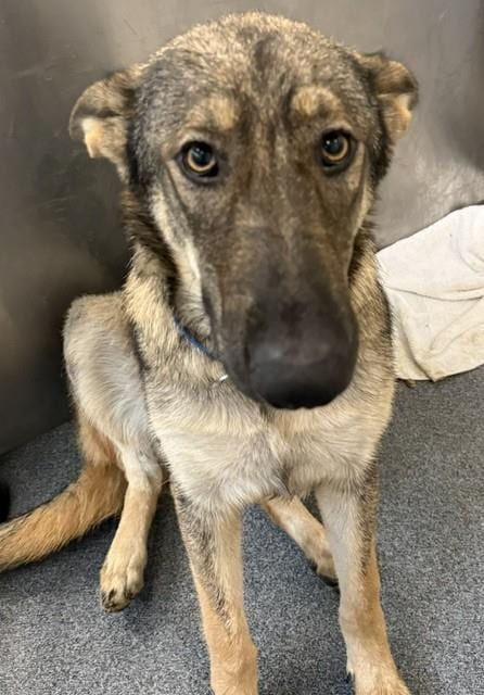 Photo of Lilly, adoptable Mixed Breed