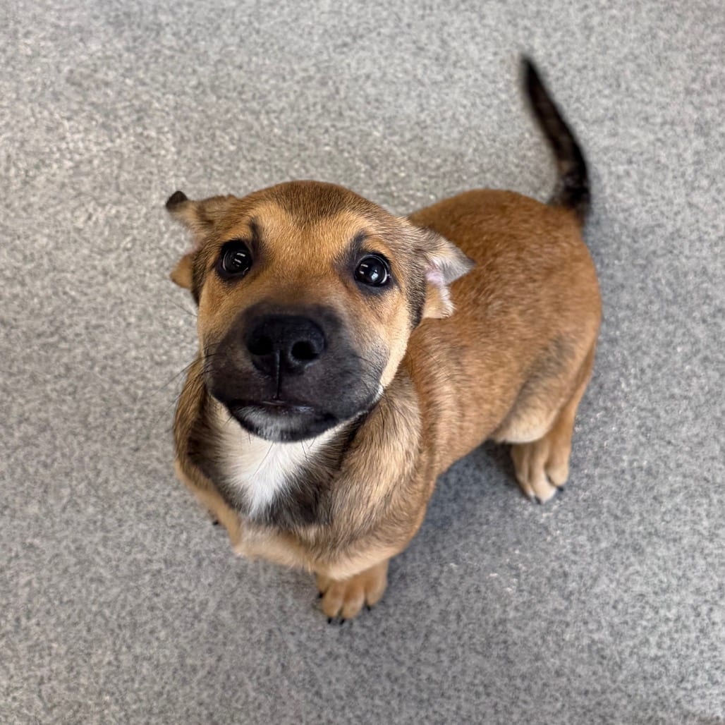 Photo of Droolula, adoptable Mixed Breed (Large) in Martinsville, Virginia