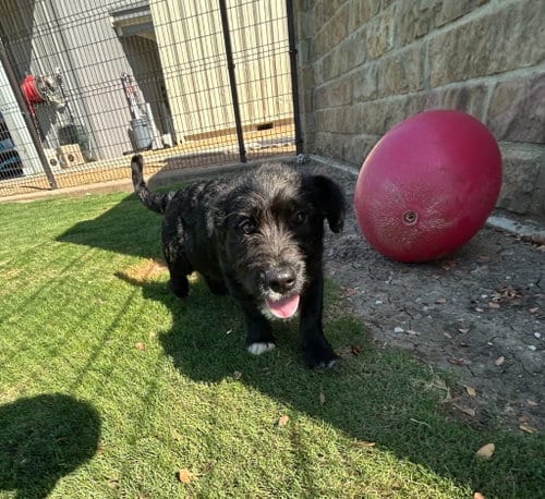 Photo of Shaggy, adoptable Basset Hound in Little Elm, Texas