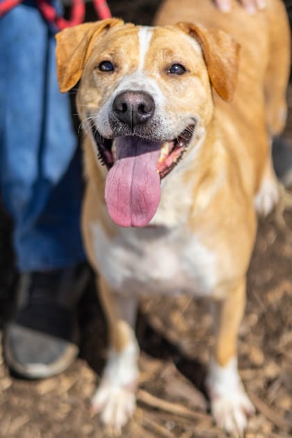 Photo of Dierra, adoptable dog in Chamblee, Georgia