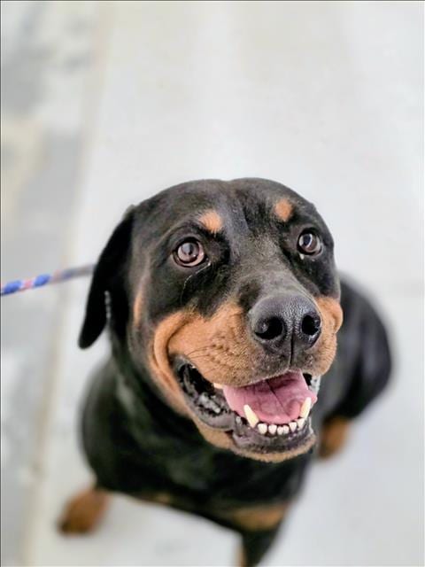 Photo of Sheeva, adoptable Rottweiler in Conroe, Texas