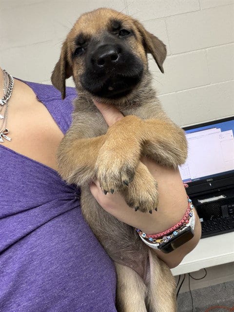 Photo of A187911, adoptable German Shepherd Dog in Pasadena, Texas