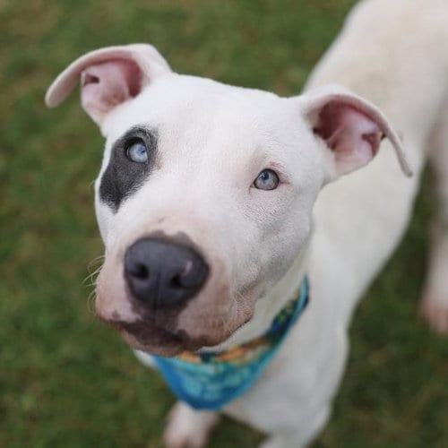 Photo of Patch, adoptable American Staffordshire Terrier in San Antonio, Texas
