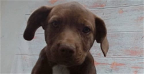 Photo of Wendy, adoptable Labrador Retriever in San Bernardino, California