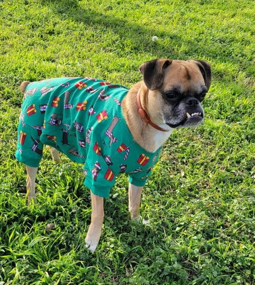 Photo of Nash, adoptable Boston Terrier in Little Elm, Texas
