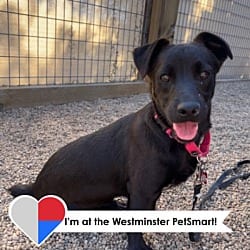 Photo of Kobuk, adoptable Mixed Breed (Medium) in Fort Collins, Colorado