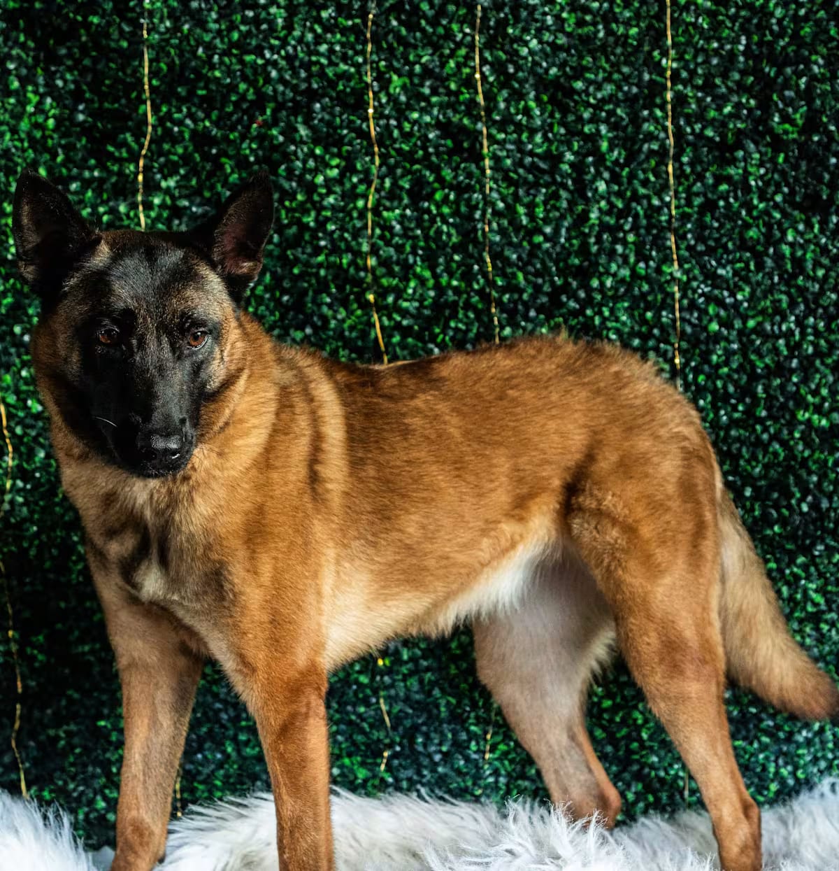 Photo of Phoenix, adoptable Belgian Malinois in Piedmont, South Carolina