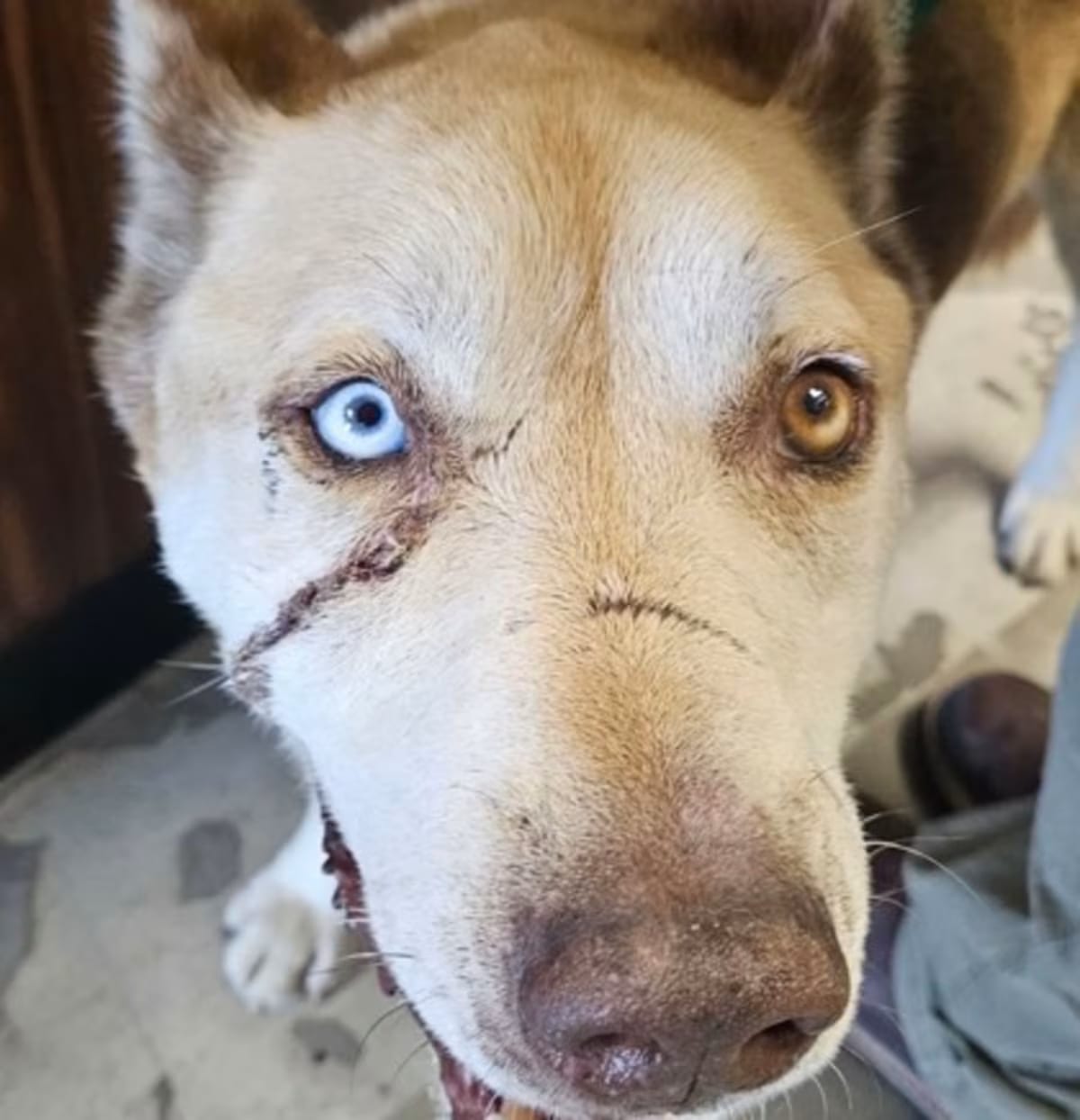 Photo of Chimkin, adoptable Husky in Yakima, Washington