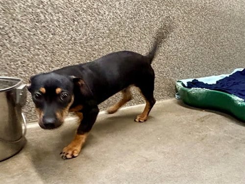 Photo of Dasha, adoptable Dachshund in Santa Rosa, California