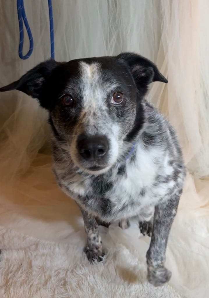 Photo of Nightgale, adoptable Terrier in Wintersville, Ohio