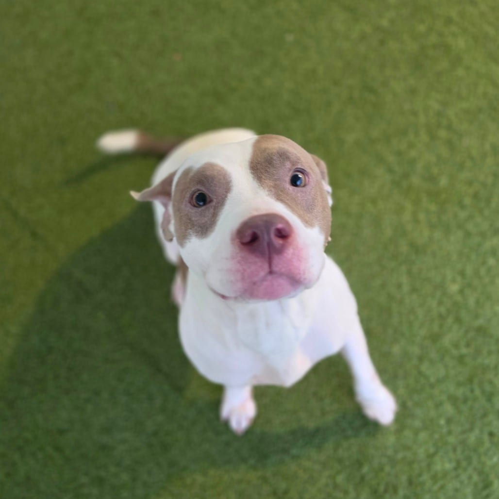 Photo of Harper (Queen), adoptable Terrier, Pit Bull in Greensboro, North Carolina
