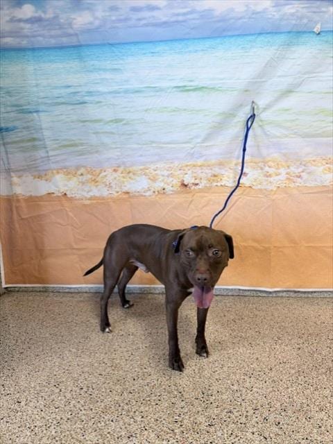 Photo of Buddy, adoptable American Pit Bull Terrier in Miami, Florida