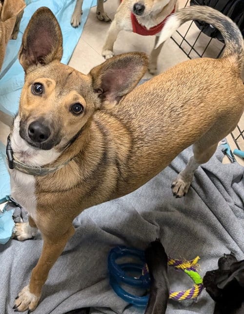 Photo of Apollo, adoptable Italian Greyhound in San Bernardino, California