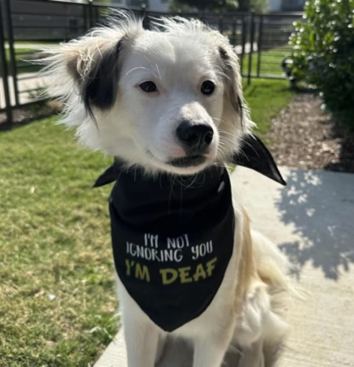 Photo of Avery, adoptable Australian Shepherd/Mixed Breed (Medium) in Tacoma, Washington