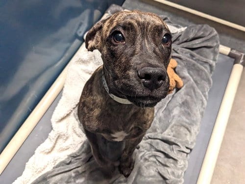 Photo of Puma, adoptable American Pit Bull Terrier in Phoenix, Arizona