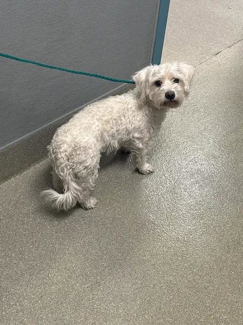 Photo of Dandelion, adoptable Terrier in Las Vegas, Nevada