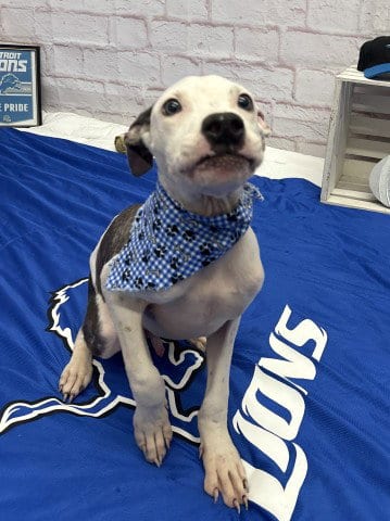 Photo of Gustavo, adoptable Pit Bull Terrier in Detroit, Michigan