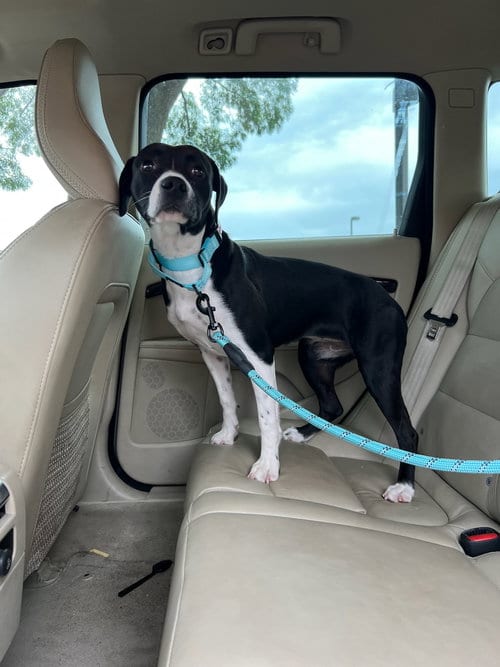 Photo of Paula, adoptable Labrador Retriever in Woodland Hills, California