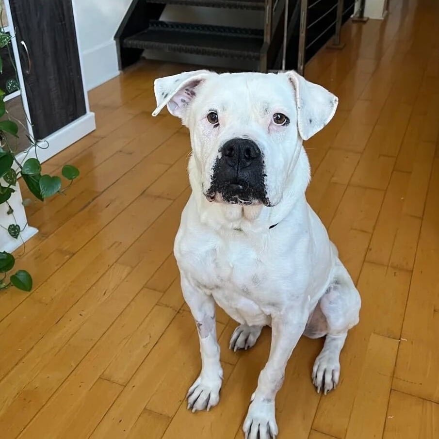 Photo of Daley Mae, adoptable Mixed Breed (Medium) in San Francisco, California