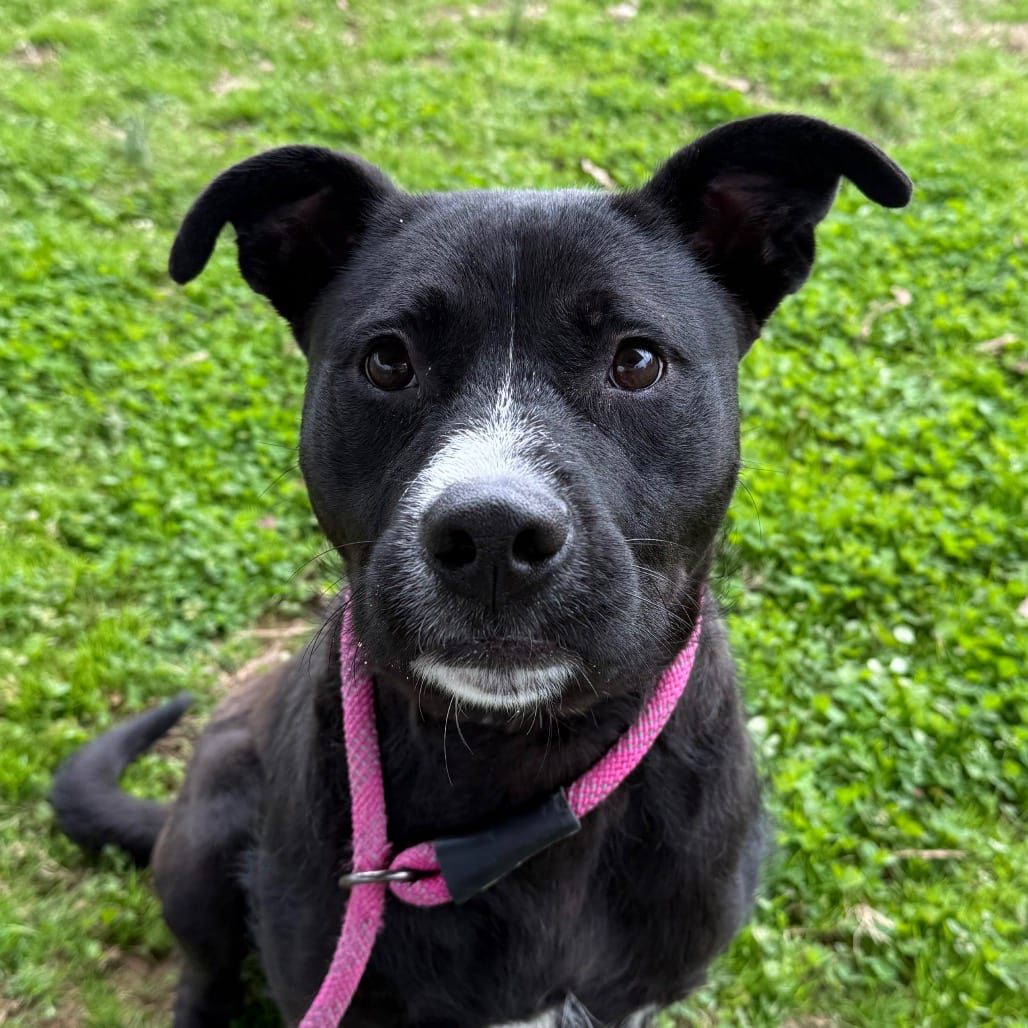 Photo of Colt, adoptable Mixed Breed (Large) in Chattanooga, Tennessee