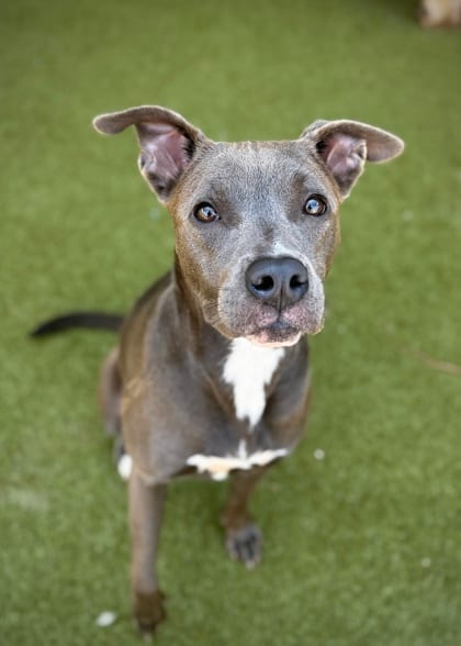 Photo of Beatrice, adoptable dog in Atlanta, Georgia