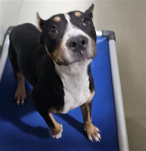 Photo of Tulip, adoptable Pit Bull Terrier in Bakersfield, California