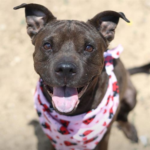 Photo of Lily, adoptable American Staffordshire Terrier in San Antonio, Texas