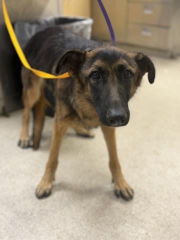 Photo of Lolita, adoptable German Shepherd Dog in Riverside, California