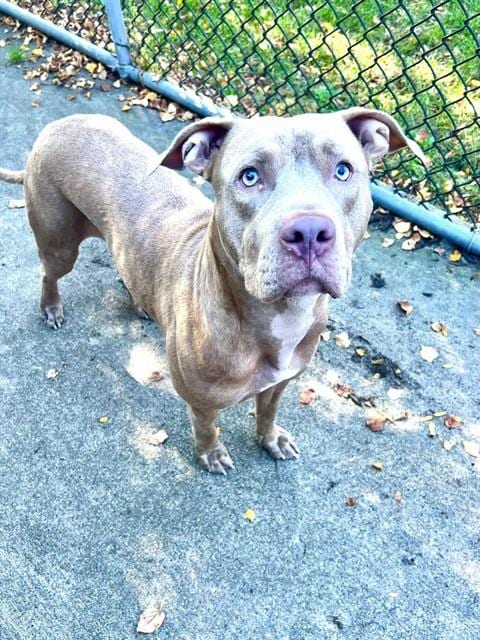 Photo of Red, adoptable American Pit Bull Terrier in Chicago, Illinois