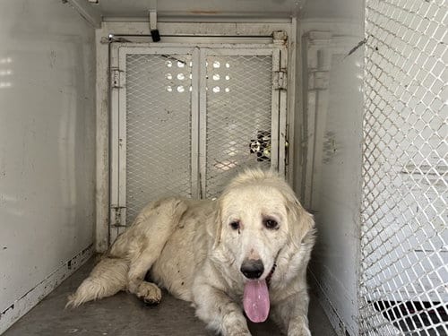 Photo of A1259189, adoptable Great Pyrenees in Bakersfield, California