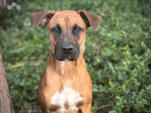 Photo of Fonz, adoptable Boxer in San Pedro, California