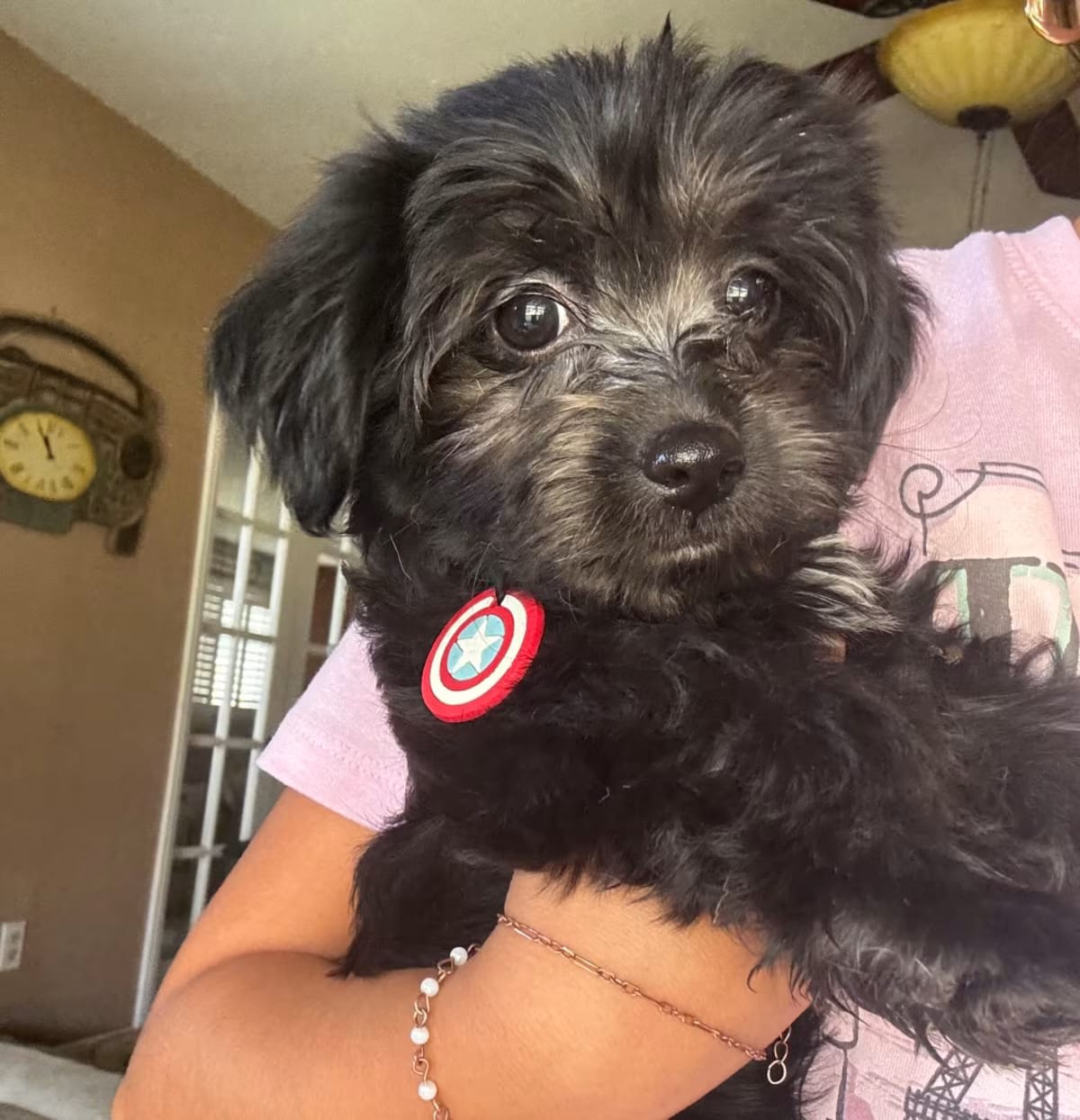 Photo of Princess, adoptable Poodle (Miniature)/Maltese in Yucaipa, California